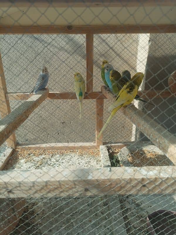 Australian parrots price 12000 0