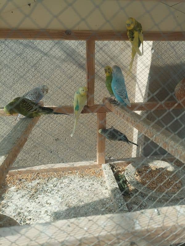 Australian parrots price 12000 1