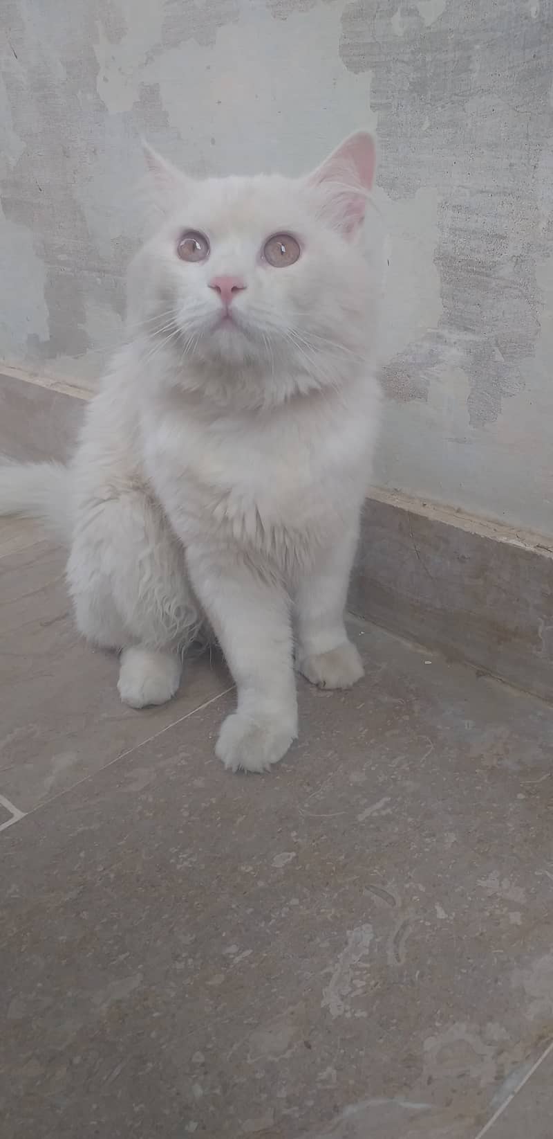 Persian male cat 0