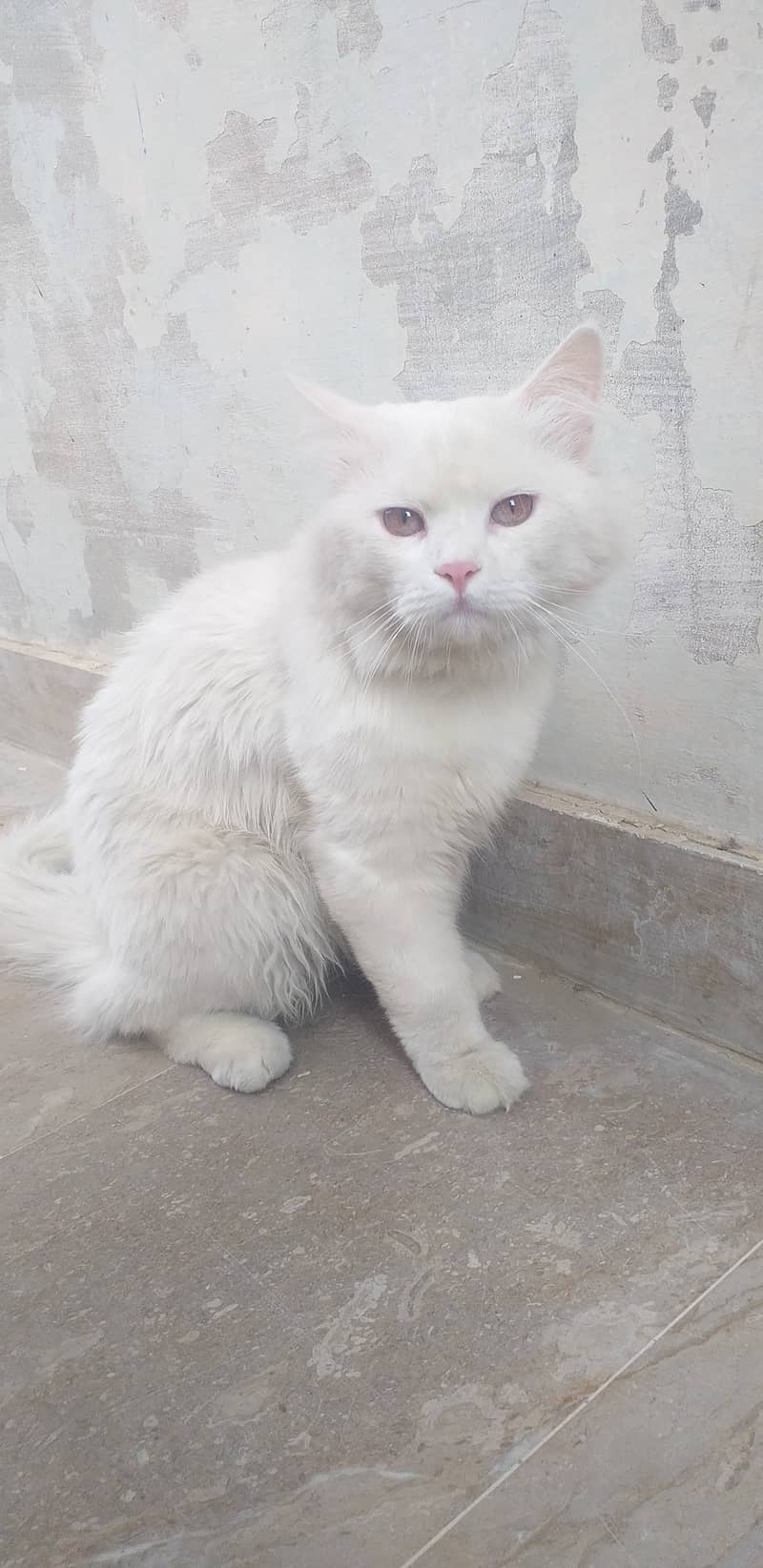 Persian male cat 1