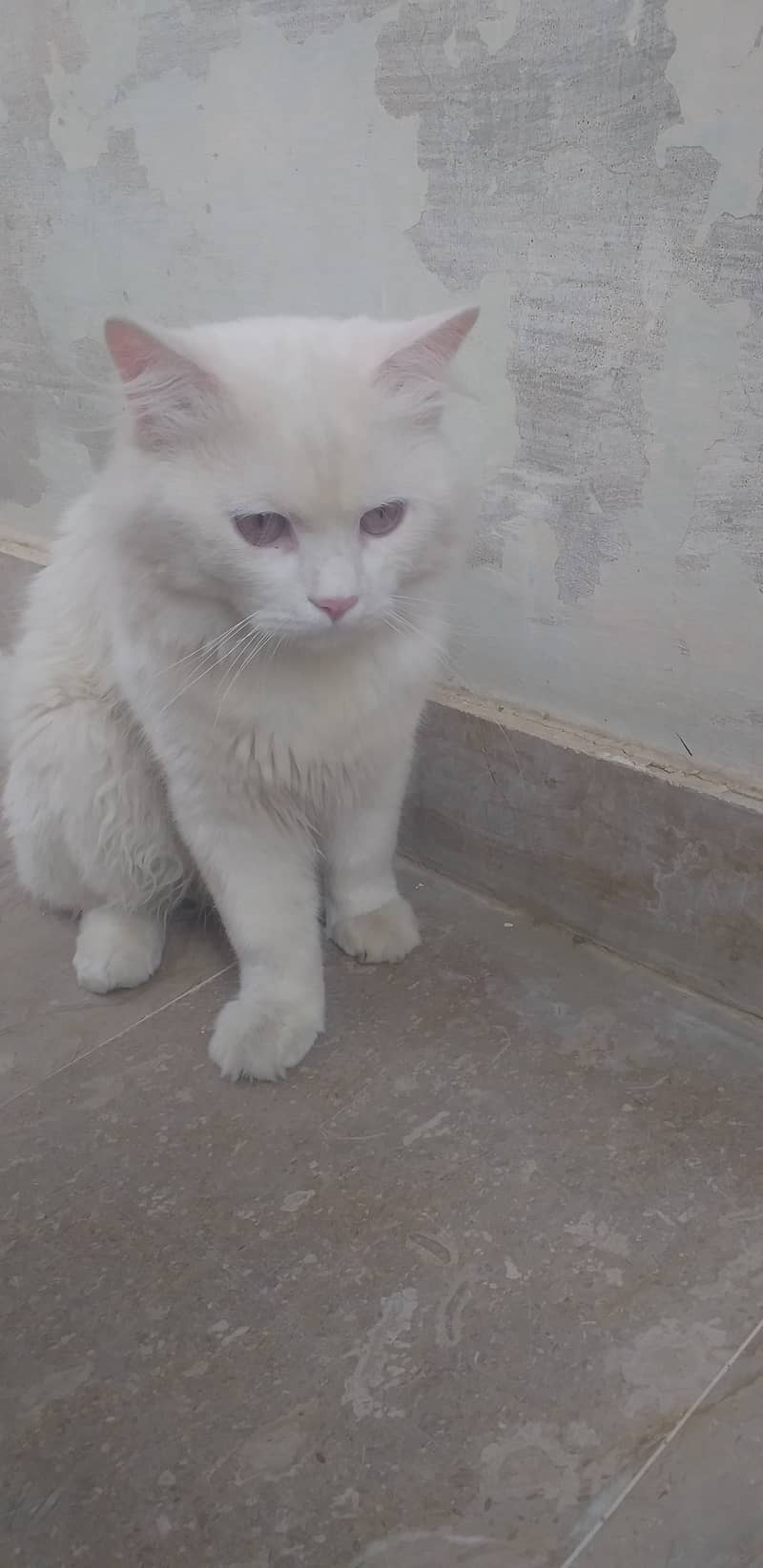 Persian male cat 2