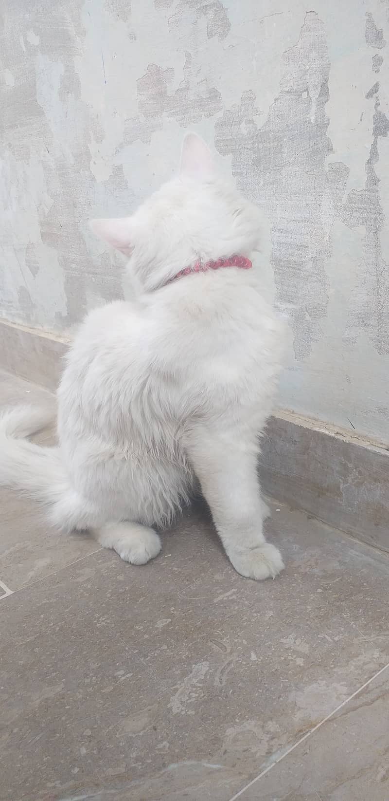 Persian male cat 3