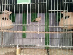 fawn java two pair for sale both pair breeder healthy and active