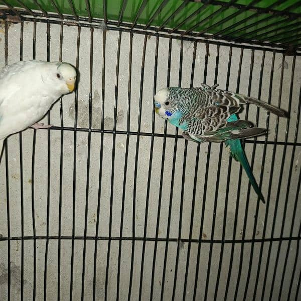 budgies pair and tcb budgies pairs 2