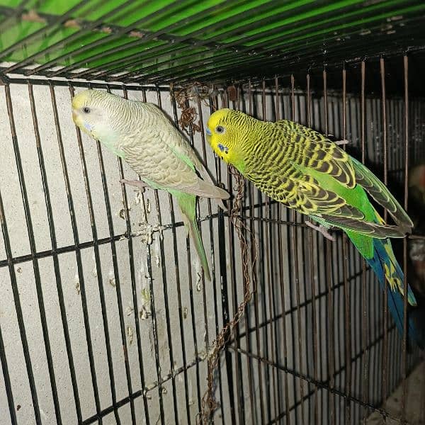 budgies pair and tcb budgies pairs 3