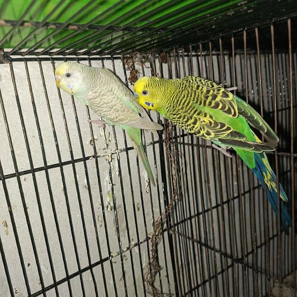 budgies pair and tcb budgies pairs 4