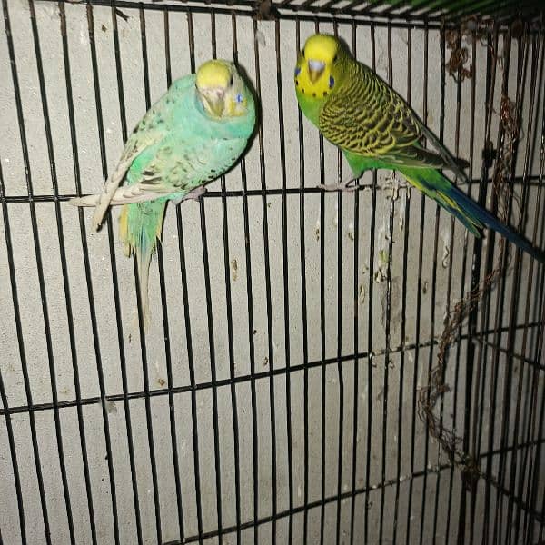 budgies pair and tcb budgies pairs 5