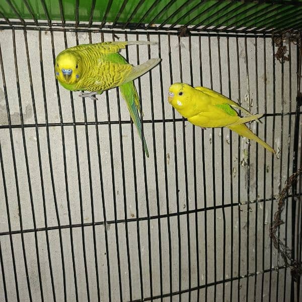 budgies pair and tcb budgies pairs 6