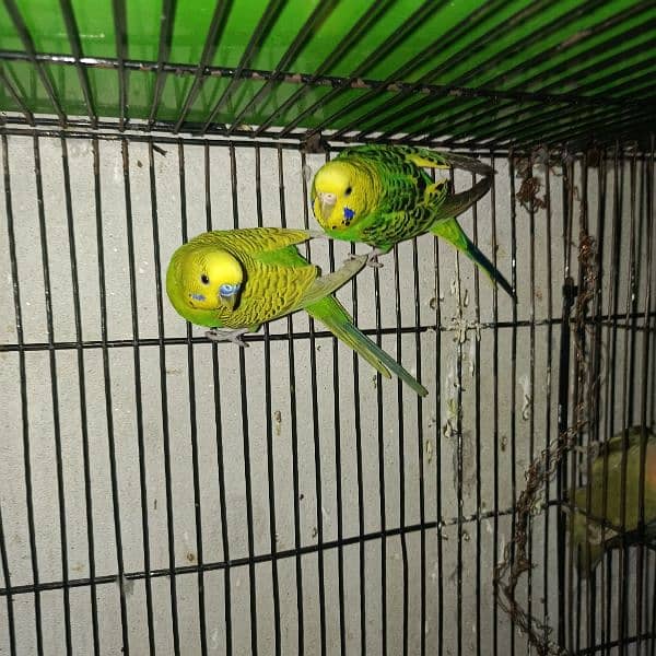 budgies pair and tcb budgies pairs 7