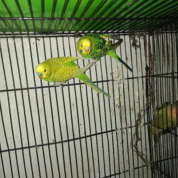 budgies pair and tcb budgies pairs 8