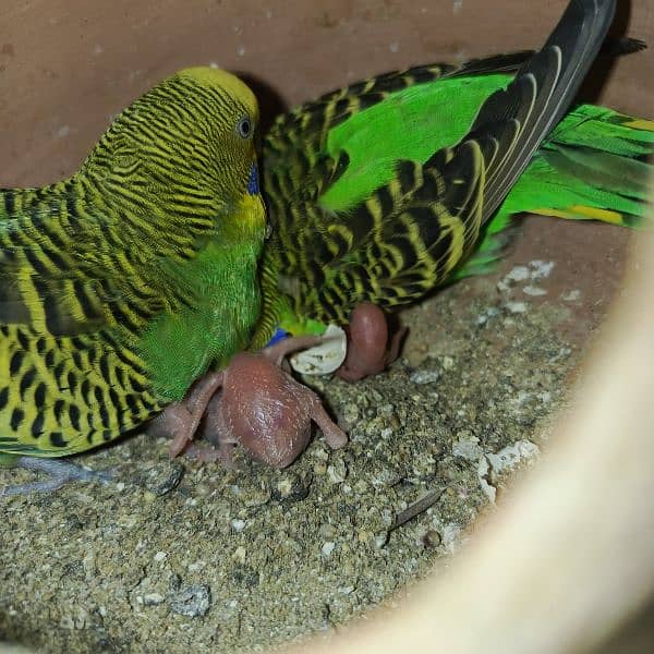 budgies pair and tcb budgies pairs 9