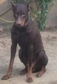 Doberman