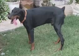 Doberman