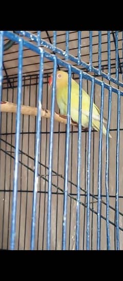 Some Love Birds and Big Cage for sale Urgent