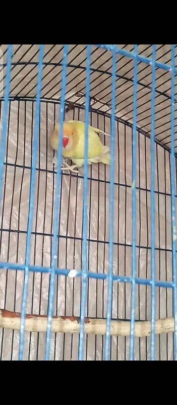 Some Love Birds and Big Cage for sale Urgent 1