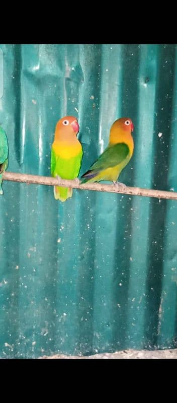 Some Love Birds and Big Cage for sale Urgent 2