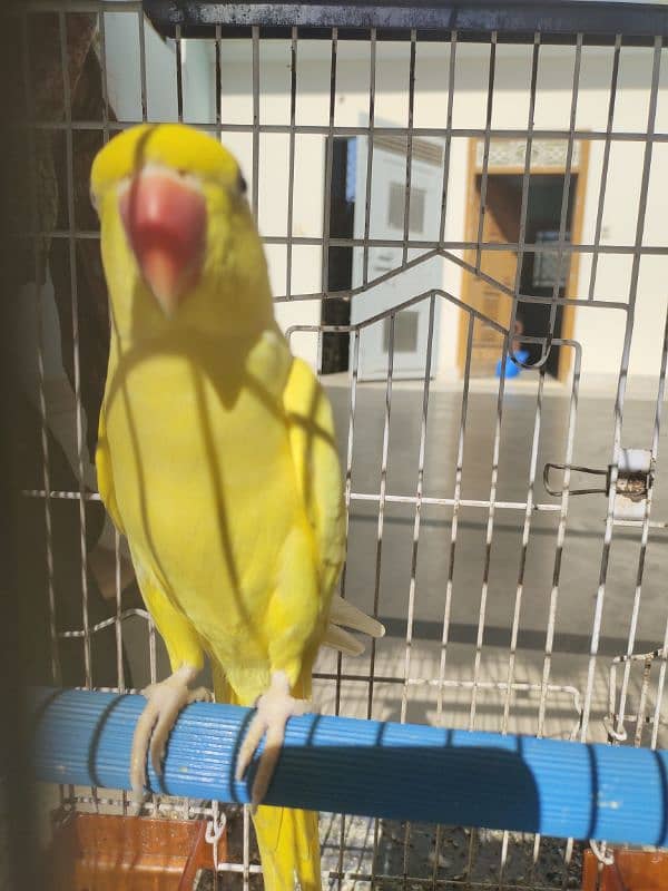 yellow ring neck parrot Male 3