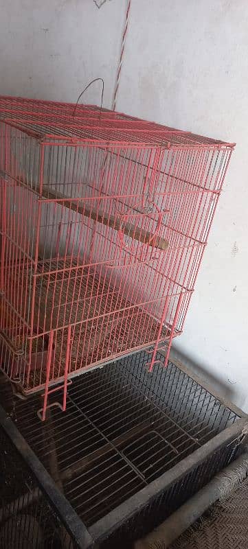 bird cage 6