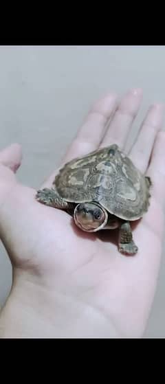 INDIAN BROWN ROOFED TURTLE FULL ACTIVE AND HEALTHY