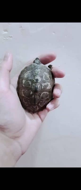 INDIAN BROWN ROOFED TURTLE /SMALL TURTLE 2