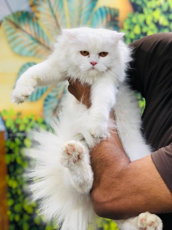 Persian Punch face triple coat cat Kitten 7