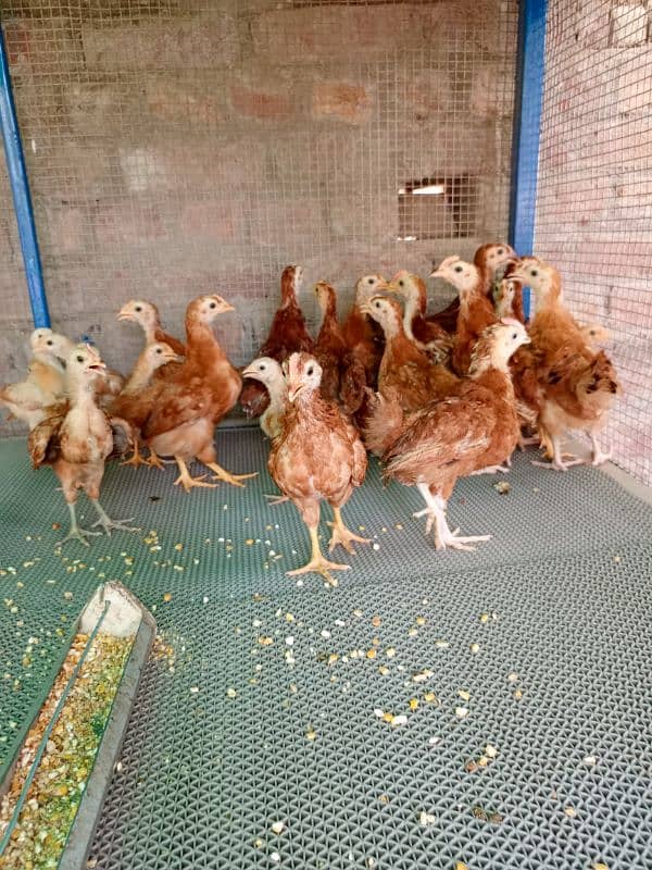 Chicks Golden Buff heavy, Ayam Cemani 0