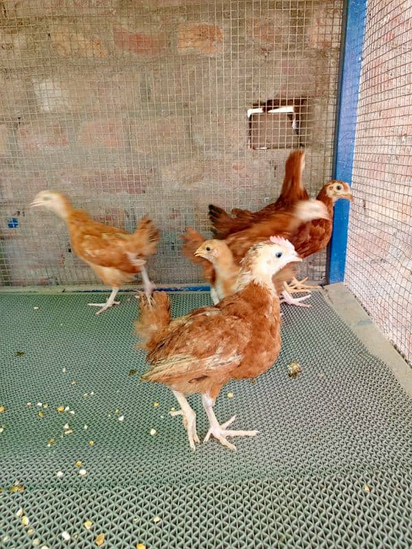 Chicks Golden Buff heavy, Ayam Cemani 1