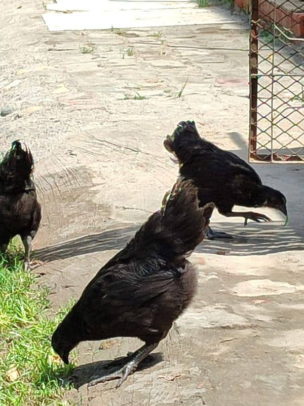 Chicks Golden Buff heavy, Ayam Cemani 2