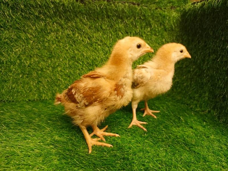 Chicks Golden Buff heavy, Ayam Cemani 3