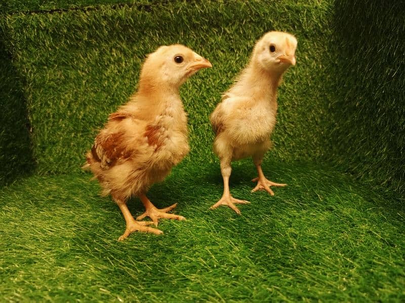 Chicks Golden Buff heavy, Ayam Cemani 4