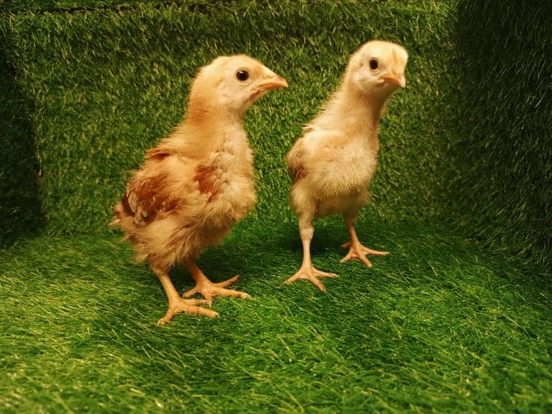 Chicks Golden Buff heavy, Ayam Cemani 5