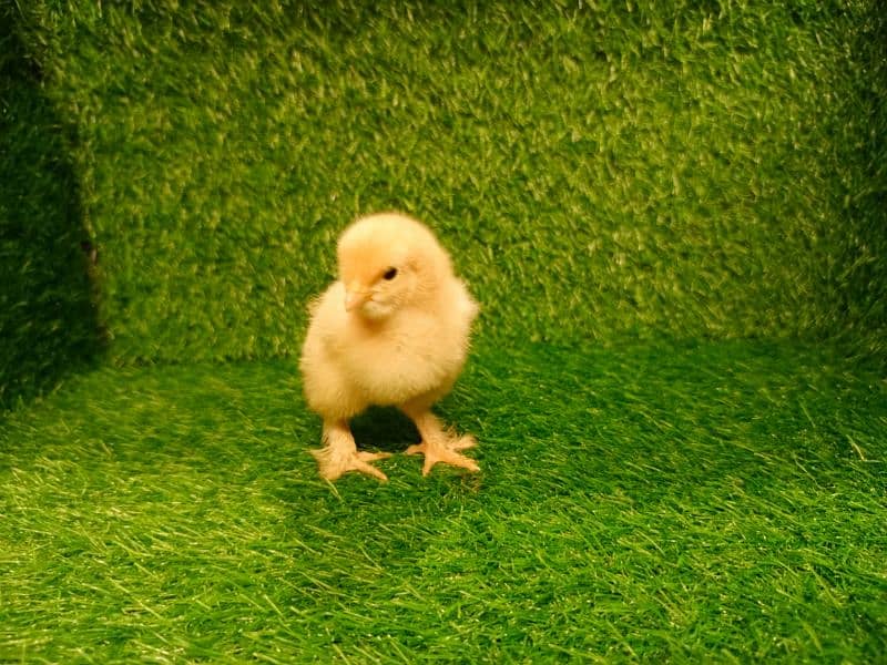 Chicks Golden Buff heavy, Ayam Cemani 6