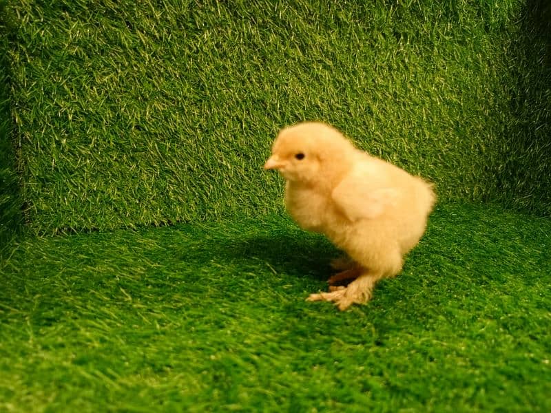 Chicks Golden Buff heavy, Ayam Cemani 11