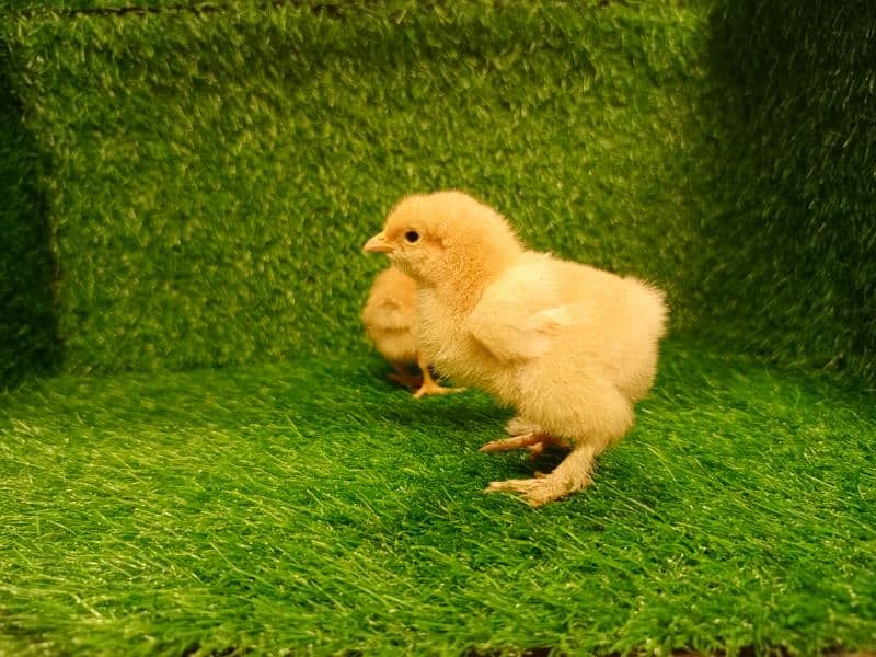 Chicks Golden Buff heavy, Ayam Cemani 12