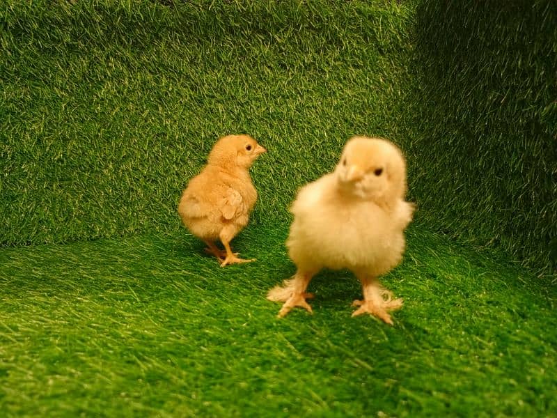 Chicks Golden Buff heavy, Ayam Cemani 13