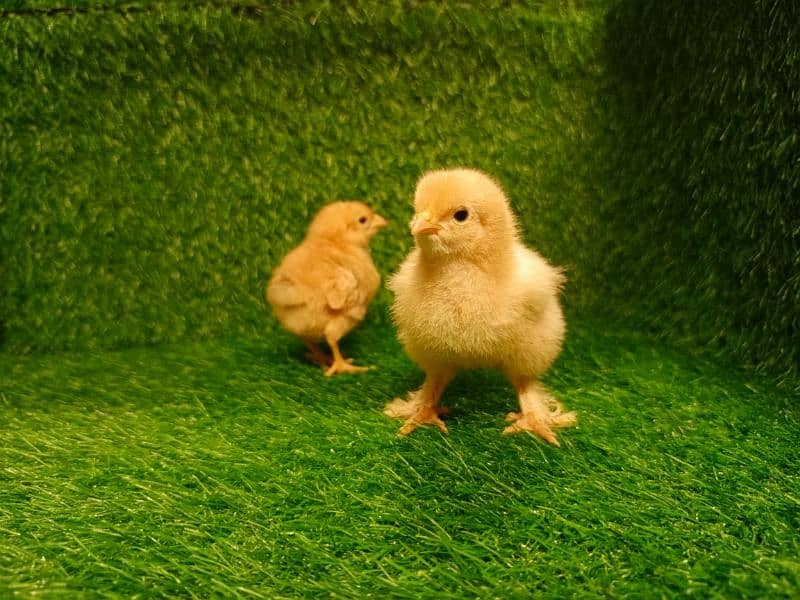 Chicks Golden Buff heavy, Ayam Cemani 14