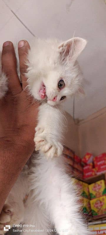 Persian Male for Sale 1