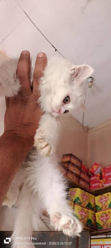 Persian Male for Sale 2