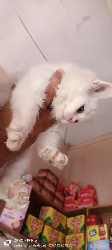 Persian Male for Sale 3