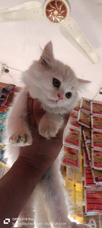 Persian Male for Sale 4