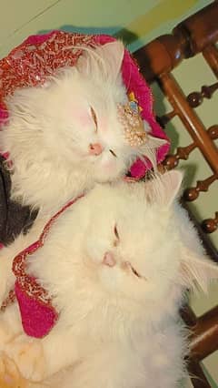 Persian Cats for selling (Pair)