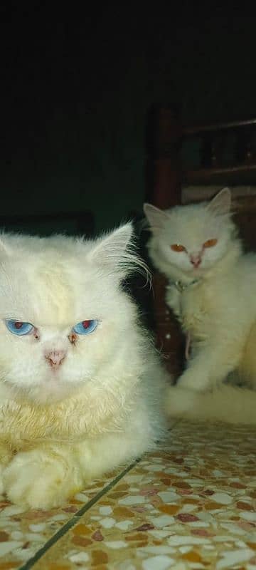 Persian Cat (Pair) , Triple Coat, Punched Face 2