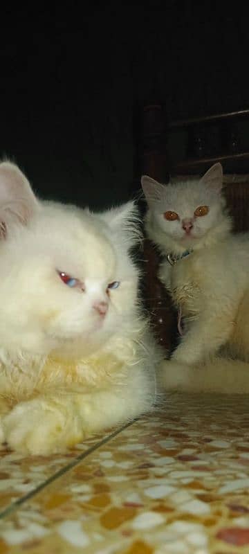 Persian Cat (Pair) , Triple Coat, Punched Face 4