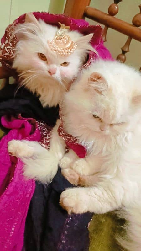 Persian Cat (Pair) , Triple Coat, Punched Face 5