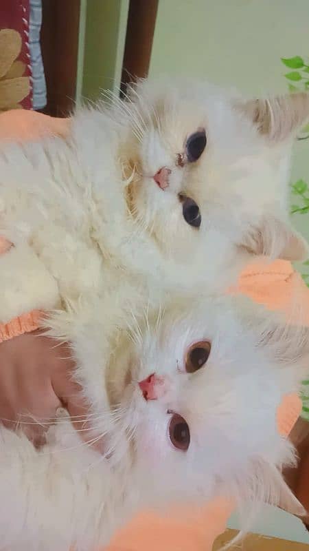 Persian Cat (Pair) , Triple Coat, Punched Face 6