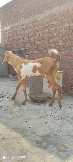 Desi top breeder double hadi may Bakra