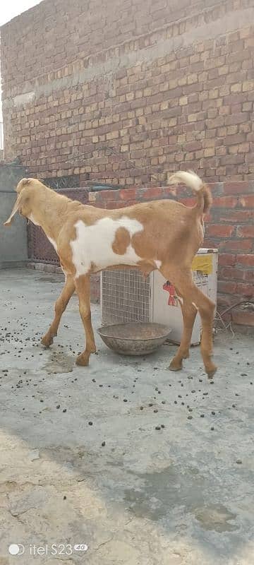 Desi top breeder double hadi may Bakra 0