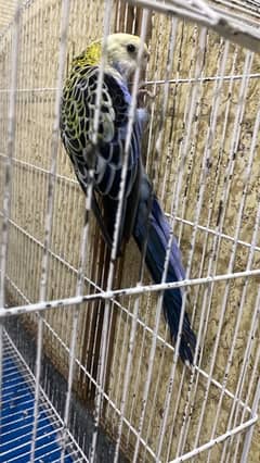 Blue Cheeks Pale headed Rosella