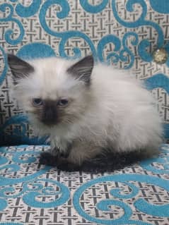 Persian kittens for sell