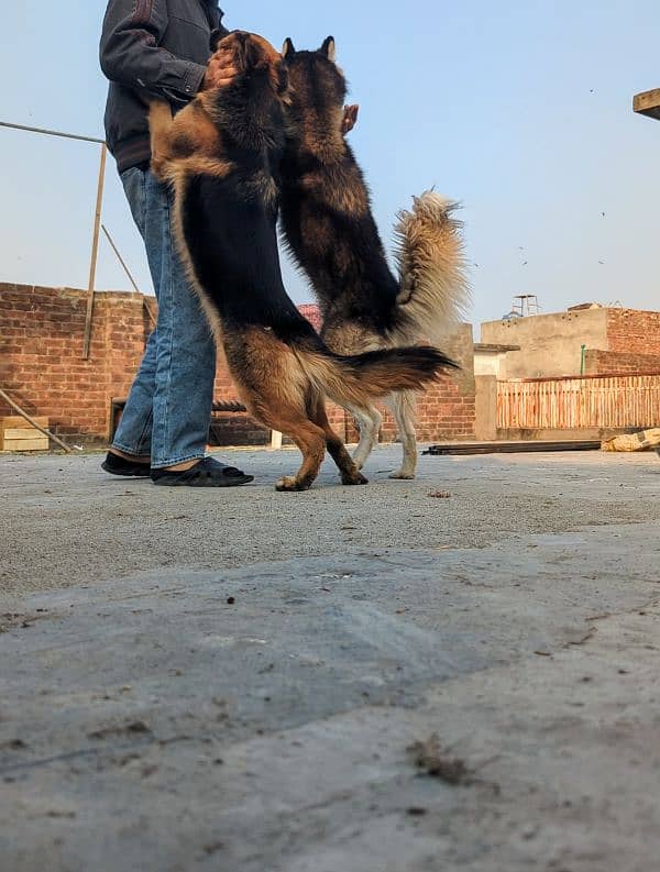 German shepherd and husky 1